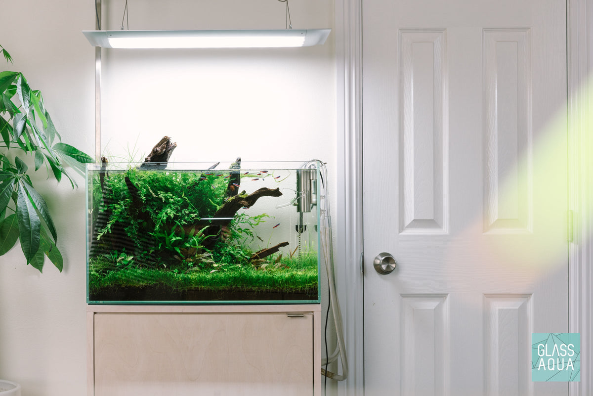 Rimless Glass Aquarium, UNS Standard, Silicone Construction, Rimless Tank Compatible for Planted Tanks, Shrimp Habitats and Aquascaping image 6