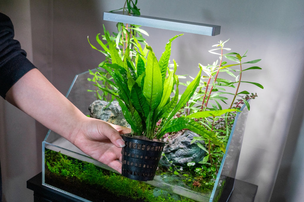 Live Aquarium Plant, Java Fern Mother Pot for Freshwater Tanks, Shrimp Habitats and Aquascaping image 6