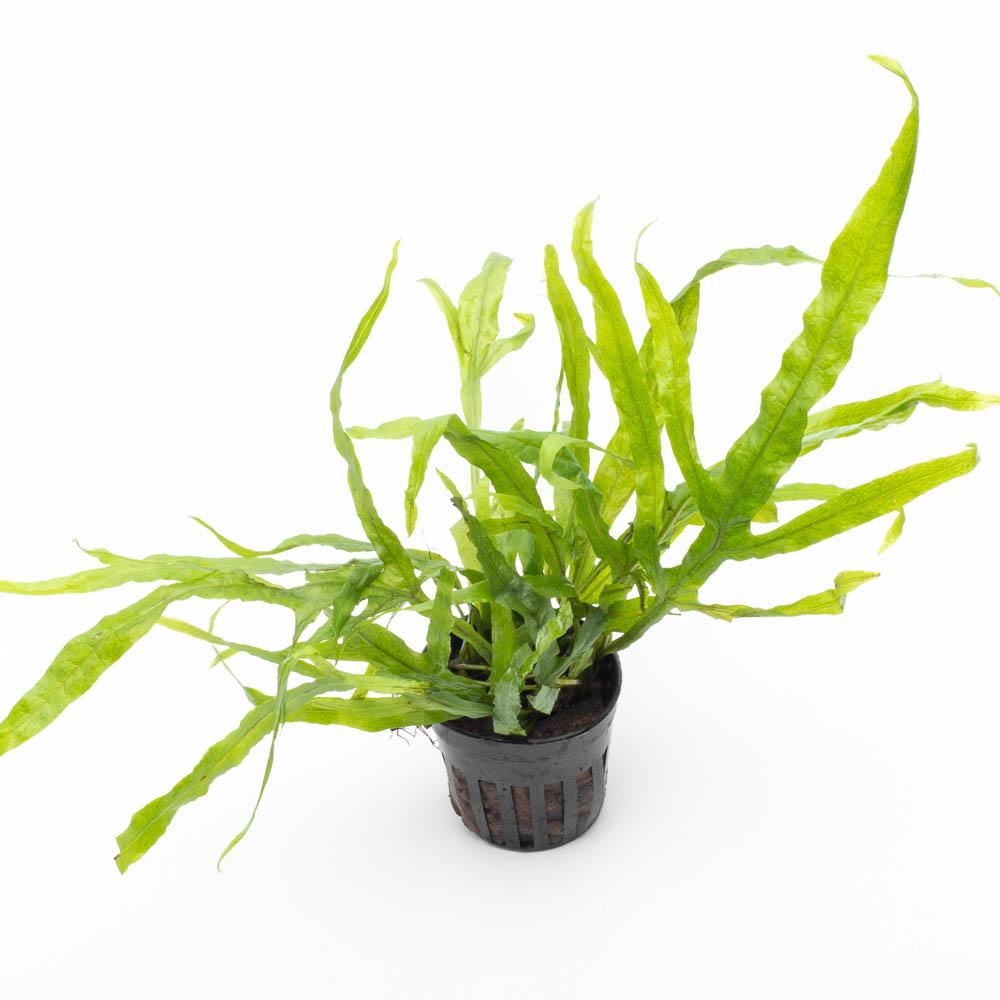 Live Aquarium Plant, Java Fern Trident for Freshwater Tanks, Shrimp Habitats and Aquascaping, 3 Size Options image 6