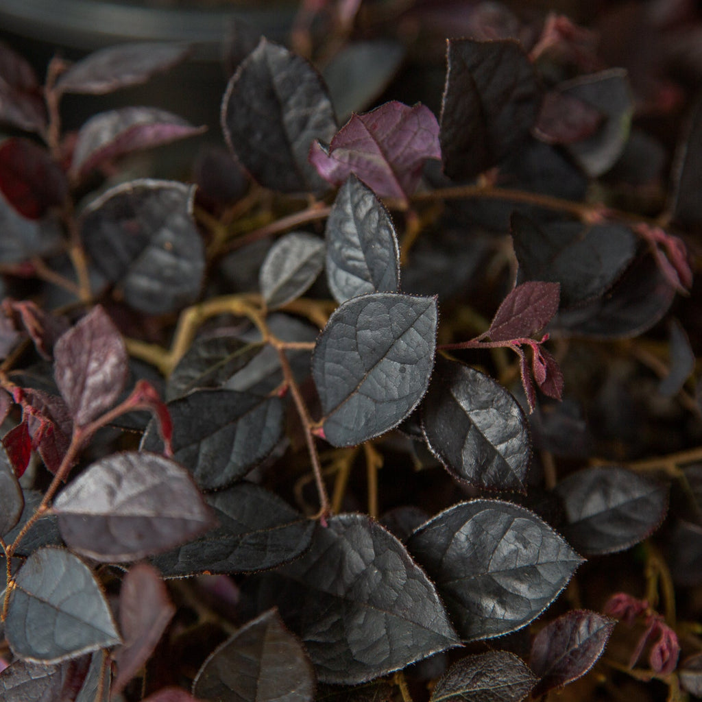 Purple Pixie Dwarf Weeping Loropetalum image 6