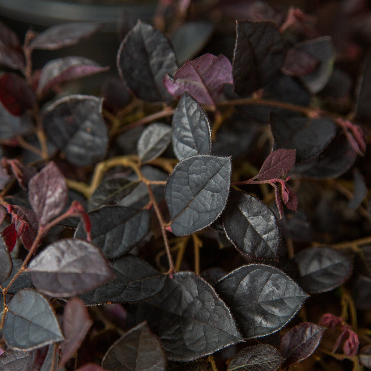 Purple Pixie Dwarf Weeping Loropetalum image 6
