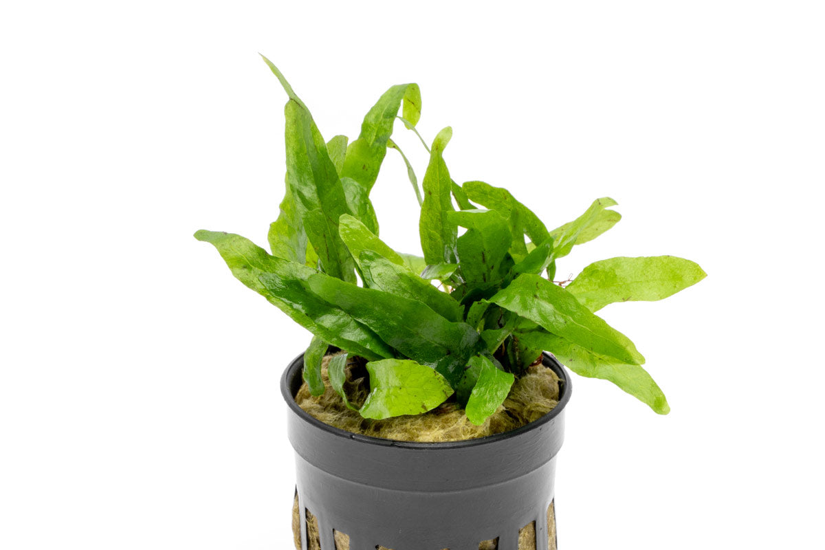 Live Aquarium Plant, Java Fern Narrow Mini, Nano Tank Format for Freshwater Tanks, Shrimp Habitats and Aquascaping, 3 Size Options image 6