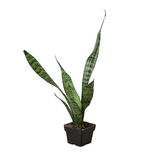 Indoor House Plant, Snake 'Zeylanica' for Windowsills, Home Offices and Indoor Decor, 5 Size Options image 6