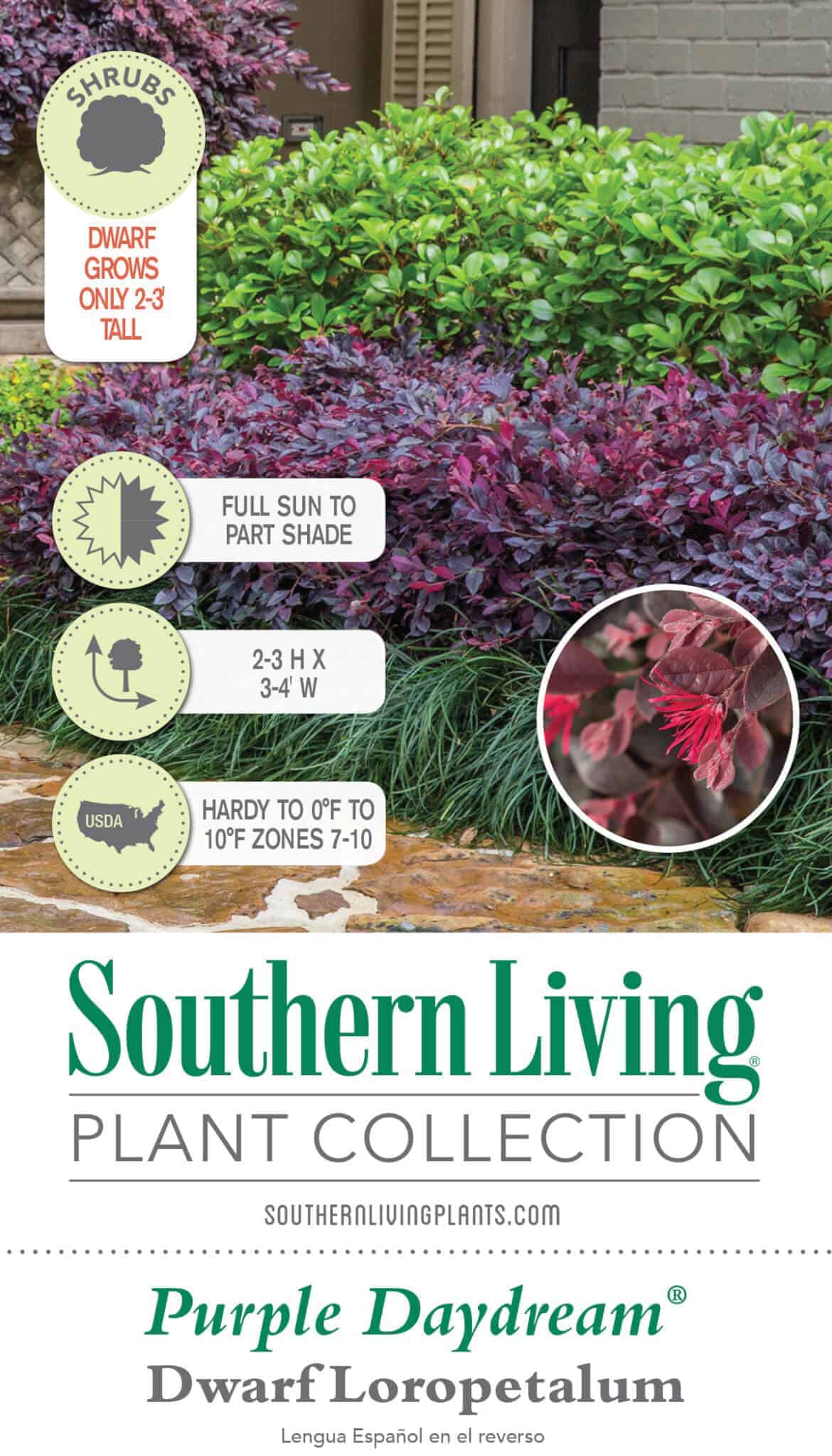 Indoor House Plant, Purple Daydream Dwarf Loropetalum for Windowsills, Home Offices and Indoor Decor image 6