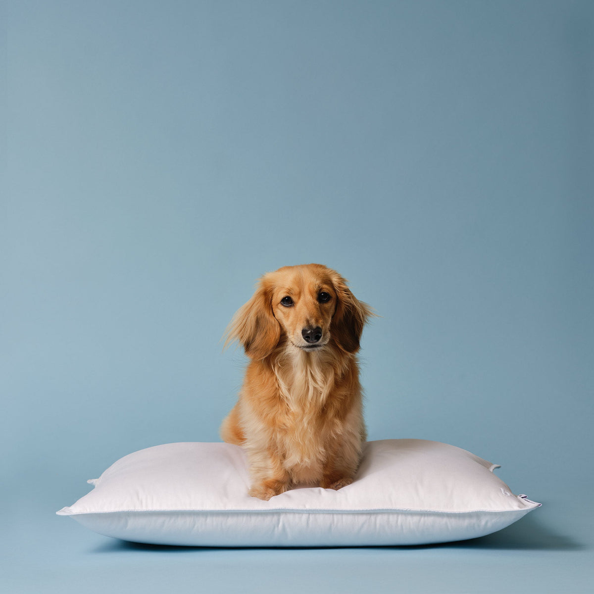Bed Pillow, Down Alternative, Hypoallergenic Comfort for Everyday Sleep and Guest Room Bedding, 3 Size Options image 6