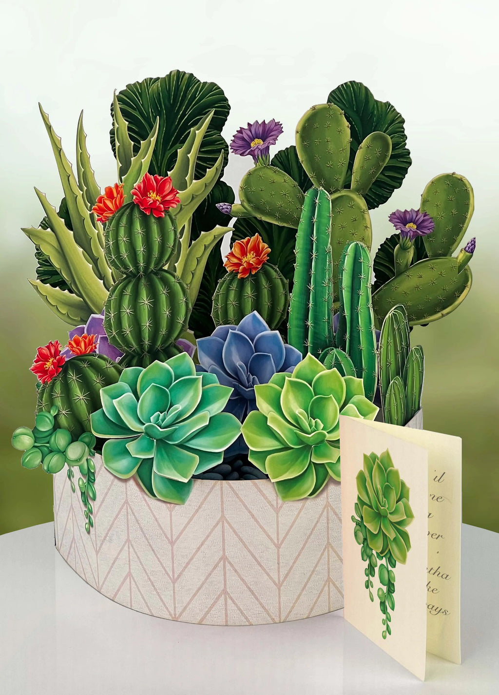 Indoor House Plant, Cactus Garden for Windowsills, Home Offices and Indoor Decor, Designed for Shelves, Desks and Living Spaces image 6