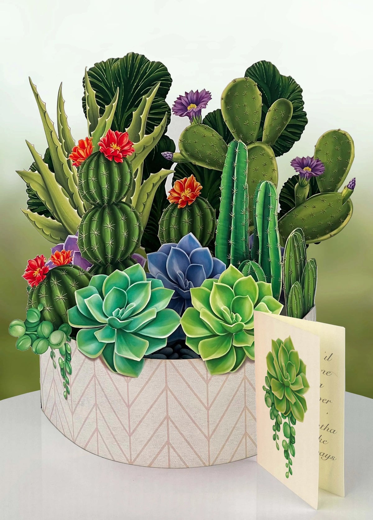 Indoor House Plant, Cactus Garden for Windowsills, Home Offices and Indoor Decor, Designed for Shelves, Desks and Living Spaces image 6
