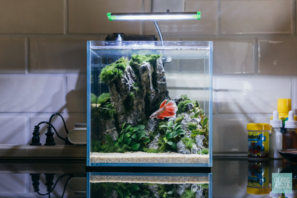 Rimless Glass Aquarium, UNS Cube, Silicone Construction, Rimless Tank Compatible for Planted Tanks, Shrimp Habitats and Aquascaping image 6
