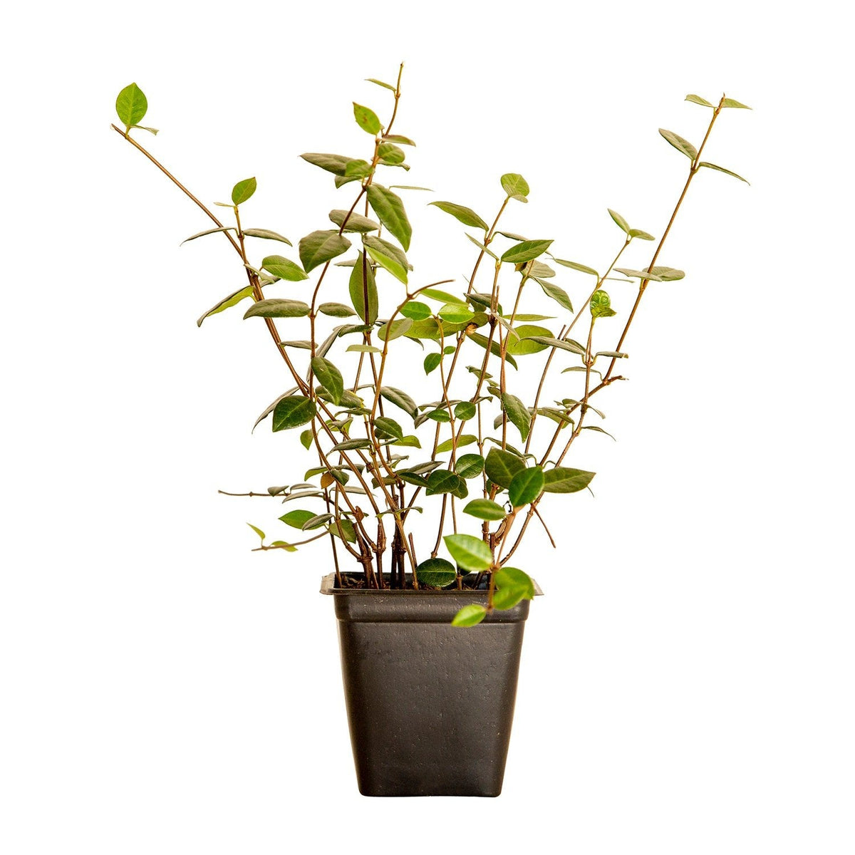 Indoor House Plant, Asiatic Jasmine for Shelves, Desks and Living Spaces, 3 Size Options, Designed for Everyday Home Use image 6
