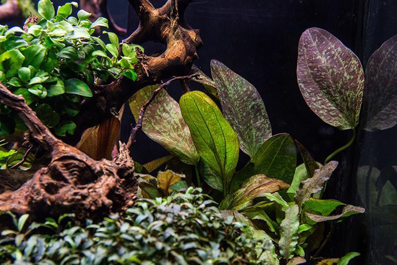 Live Aquarium Plant, Anubias Nana Petite, Nano Tank Format for Freshwater Tanks, Shrimp Habitats and Aquascaping, 3 Size Options image 6