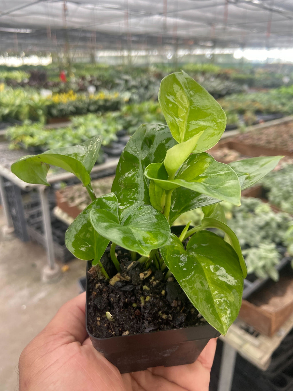 Indoor House Plant, Pothos 'Global Green' for Windowsills, Home Offices and Indoor Decor, 4 Size Options image 6