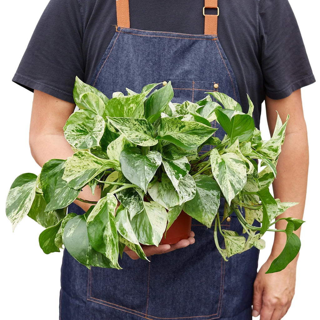 Indoor House Plant, Pothos 'Marble Queen' for Shelves, Desks and Living Spaces, 4 Size Options image 6