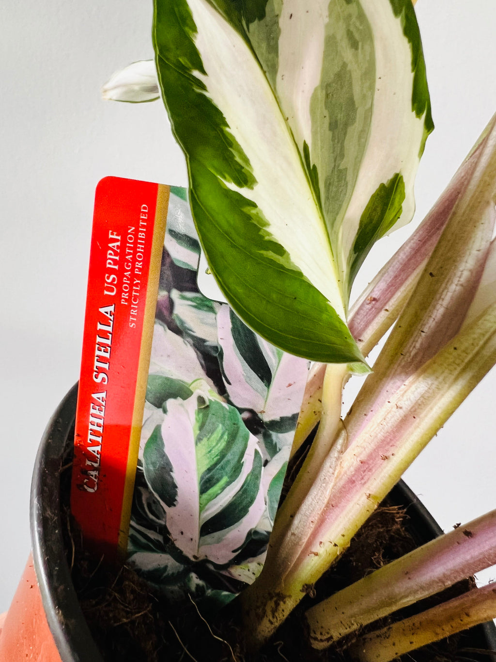 Kitchen Cookware, Calathea Stella Brand New Cultivar 4" Pot for Everyday Meals and Home Cooking image 6