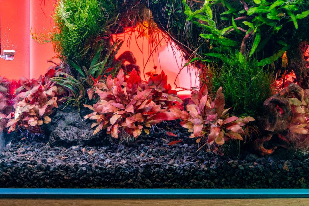 Live Aquarium Plant, Alternanthera Reineckii 'Mini' UNS Tissue, Nano Tank Format for Freshwater Tanks, Shrimp Habitats and Aquascaping image 6