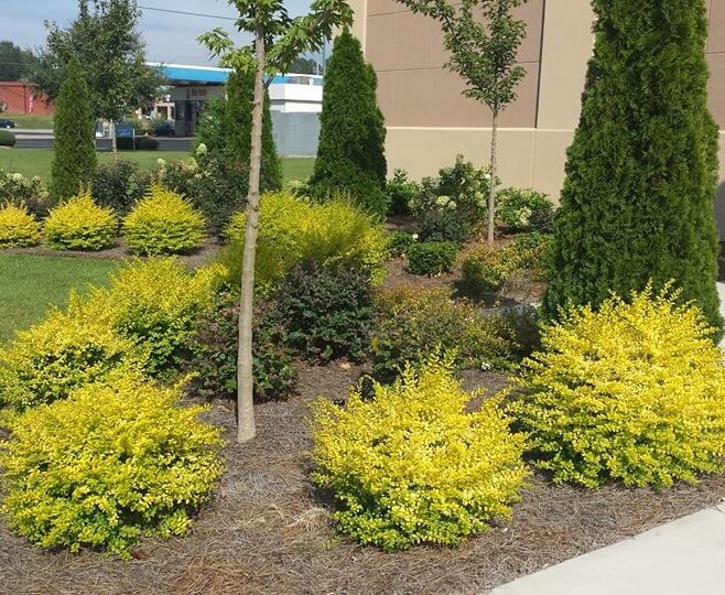 Sunshine Ligustrum image 6