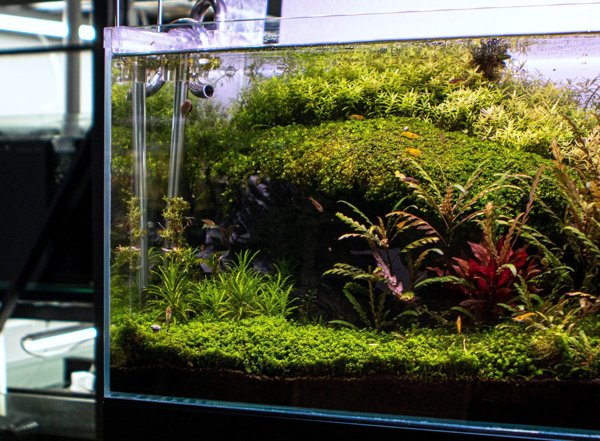 Live Aquarium Plant, Hygrophila Pinnatifida for Planted Aquariums and Natural Fish Tank Decor image 6