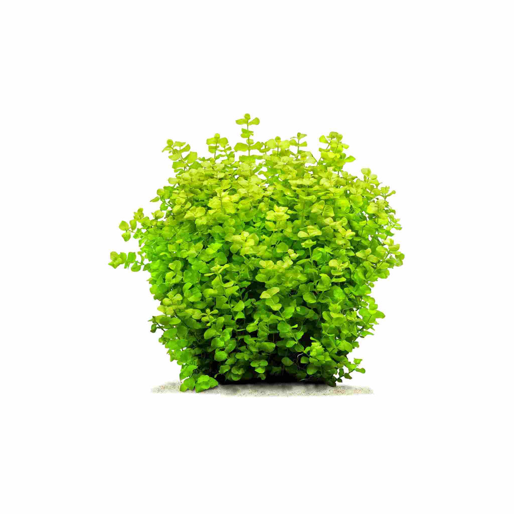 Live Aquarium Plant, Lloydiella (Lysimachia nummularia) Creeping for Planted Aquariums and Natural Fish Tank Decor, 3 Size Options image 6