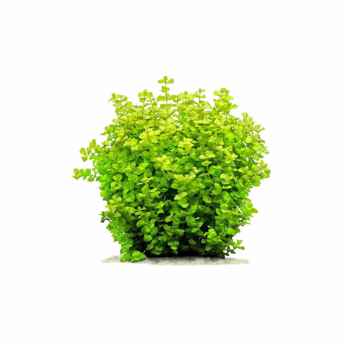 Live Aquarium Plant, Lloydiella (Lysimachia nummularia) Creeping for Planted Aquariums and Natural Fish Tank Decor, 3 Size Options image 6