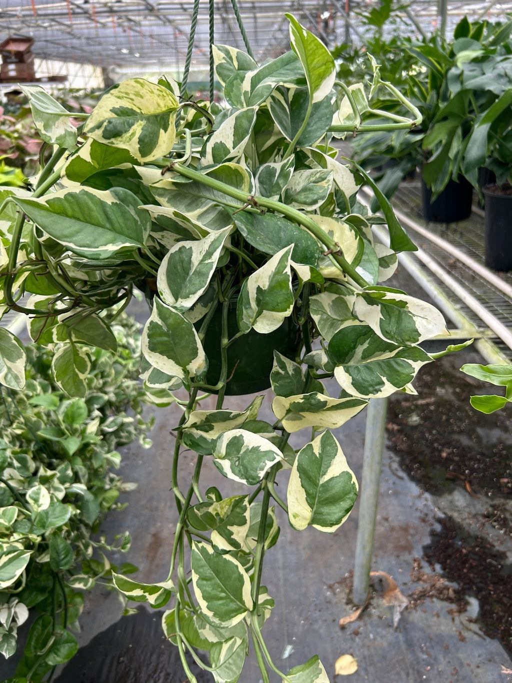 Pothos 'N'joy' image 7