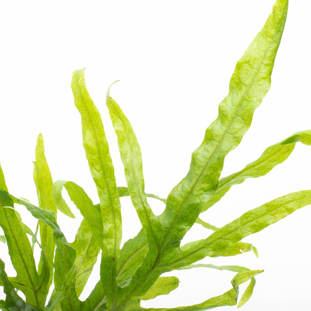 Live Aquarium Plant, Java Fern Trident for Freshwater Tanks, Shrimp Habitats and Aquascaping, 3 Size Options image 7