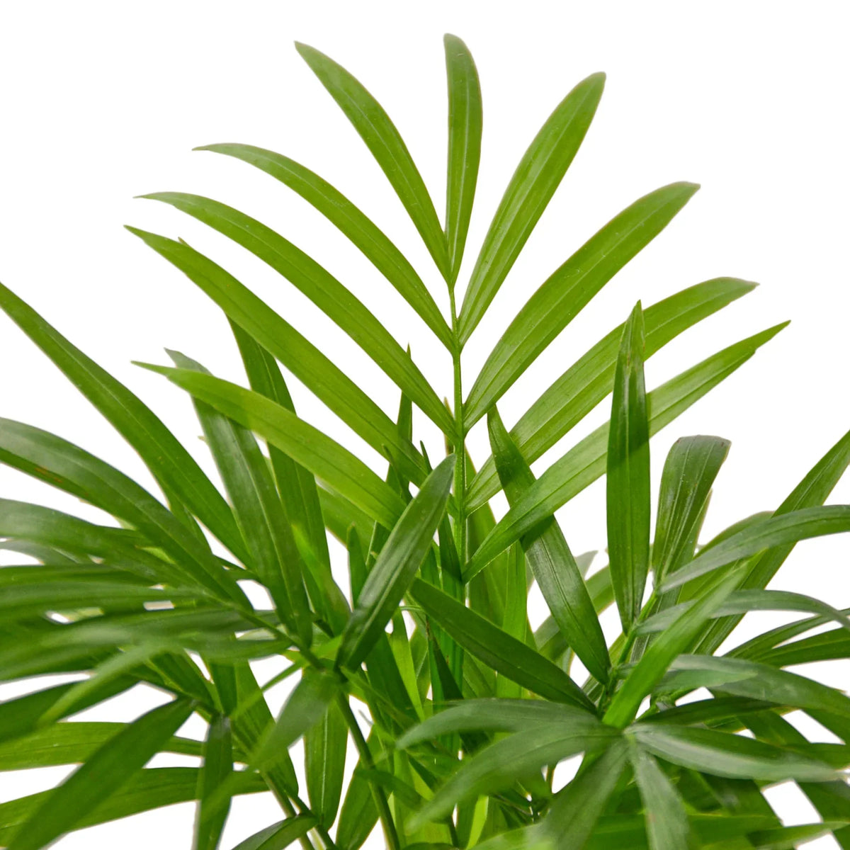 Parlor Palm image 7