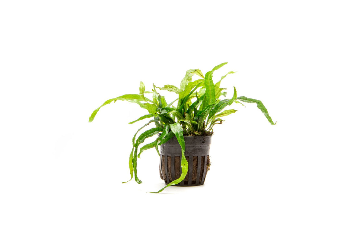 Live Aquarium Plant, Java Fern Narrow Mini, Nano Tank Format for Freshwater Tanks, Shrimp Habitats and Aquascaping, 3 Size Options image 7