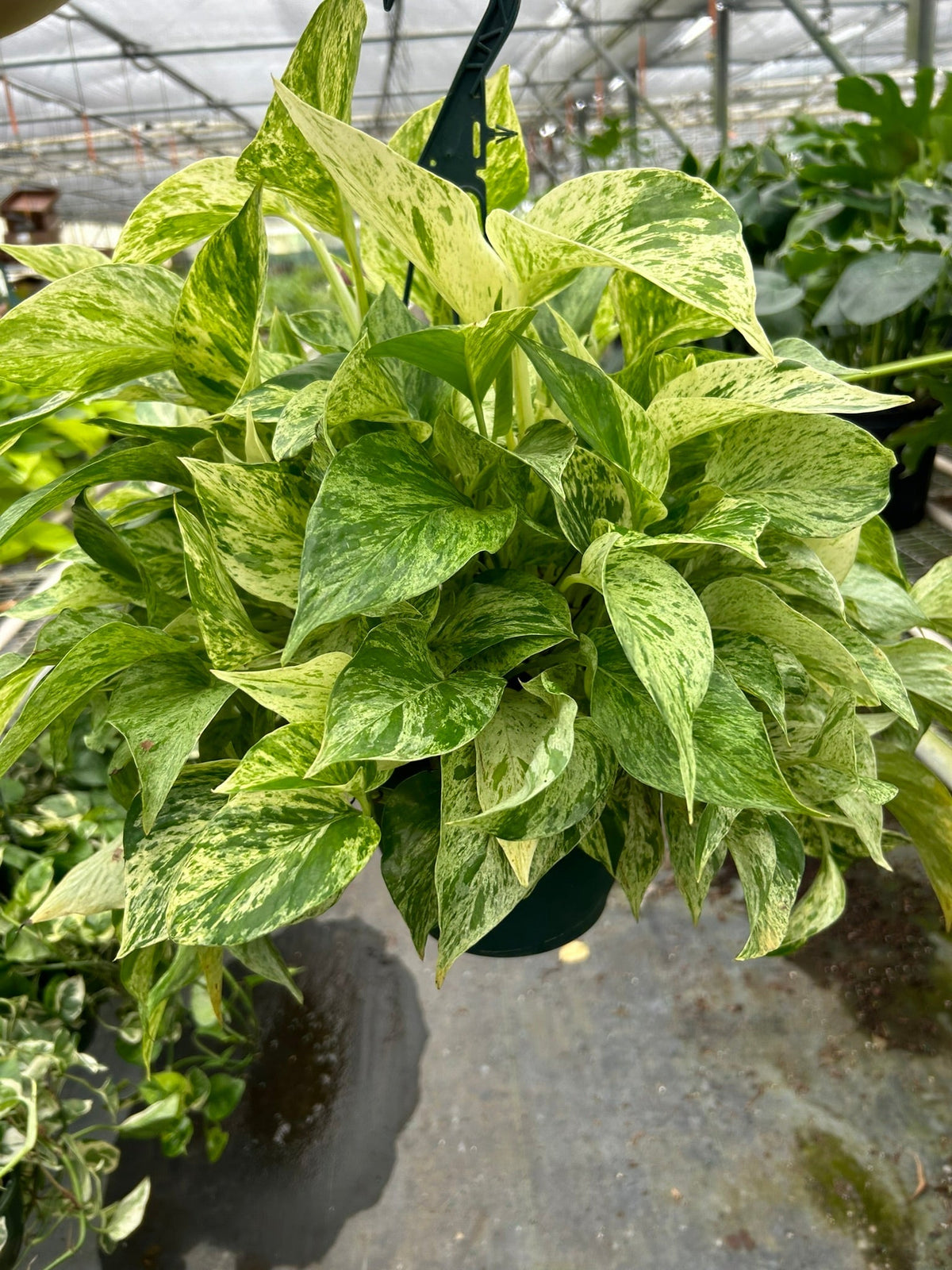 Indoor House Plant, Pothos 'Marble Queen' for Shelves, Desks and Living Spaces, 4 Size Options image 7