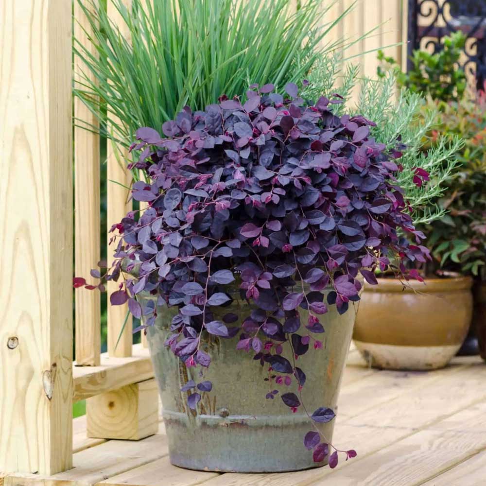 Purple Pixie Dwarf Weeping Loropetalum image 7