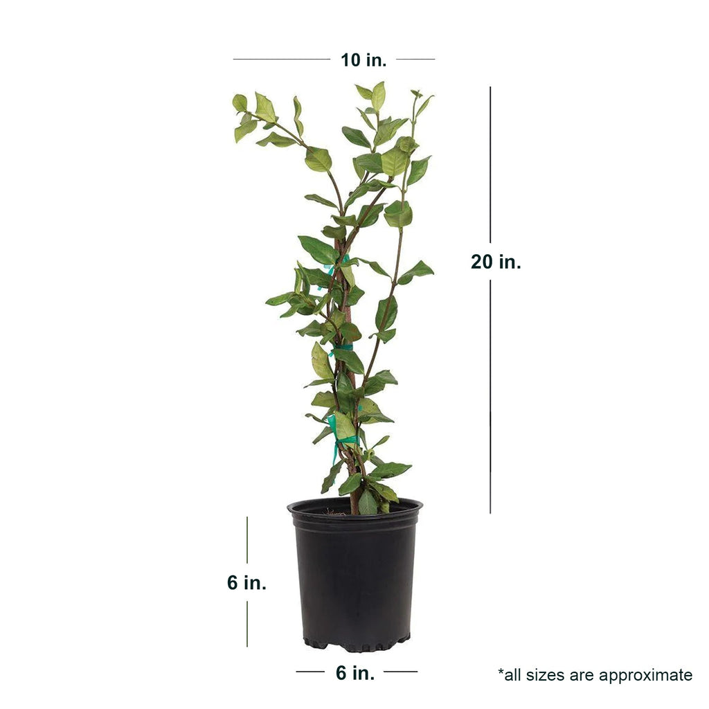 Indoor House Plant, Star Jasmine Vine for Shelves, Desks and Living Spaces, 2 Size Options image 7