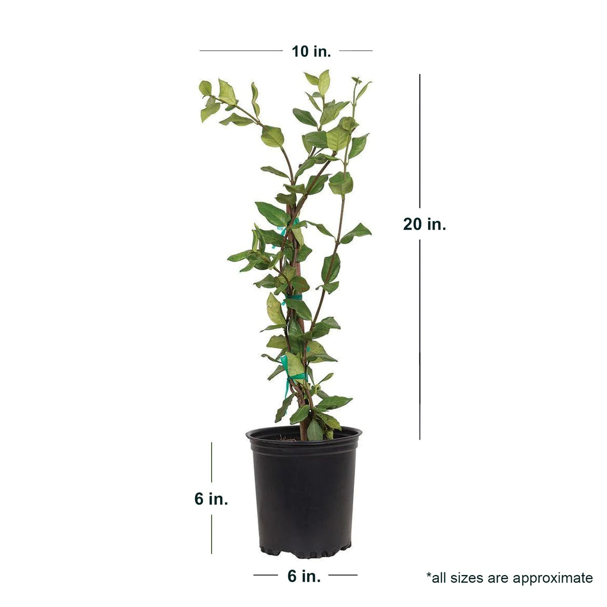 Indoor House Plant, Star Jasmine Vine for Shelves, Desks and Living Spaces, 2 Size Options image 7