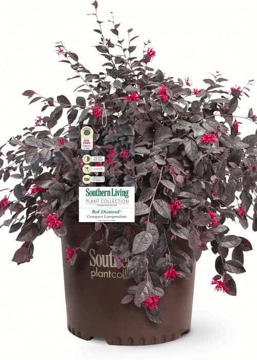 Indoor House Plant, Red Diamond Loropetalum for Windowsills, Home Offices and Indoor Decor, 3 Size Options image 7