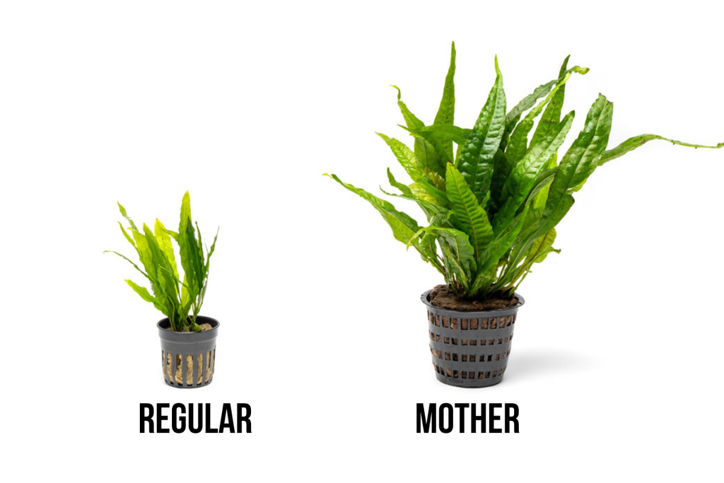 Live Aquarium Plant, Java Fern Mother Pot for Freshwater Tanks, Shrimp Habitats and Aquascaping image 7