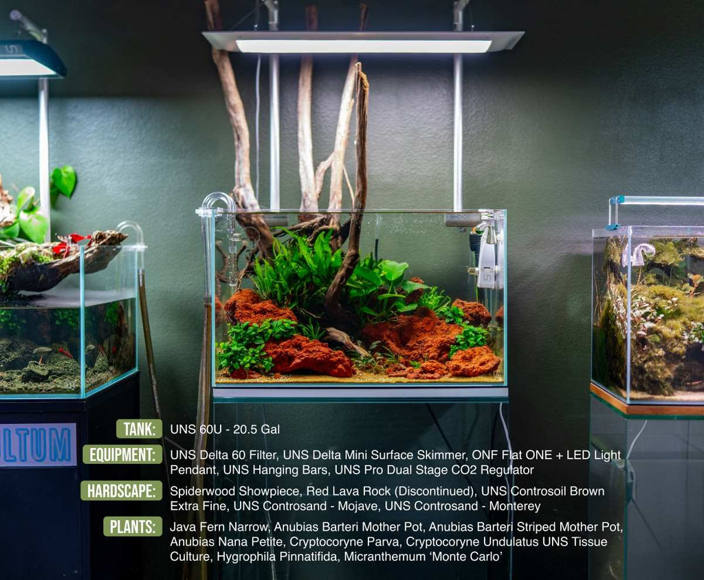 Live Aquarium Plant, Anubias Nana Petite, Nano Tank Format for Freshwater Tanks, Shrimp Habitats and Aquascaping, 3 Size Options image 7