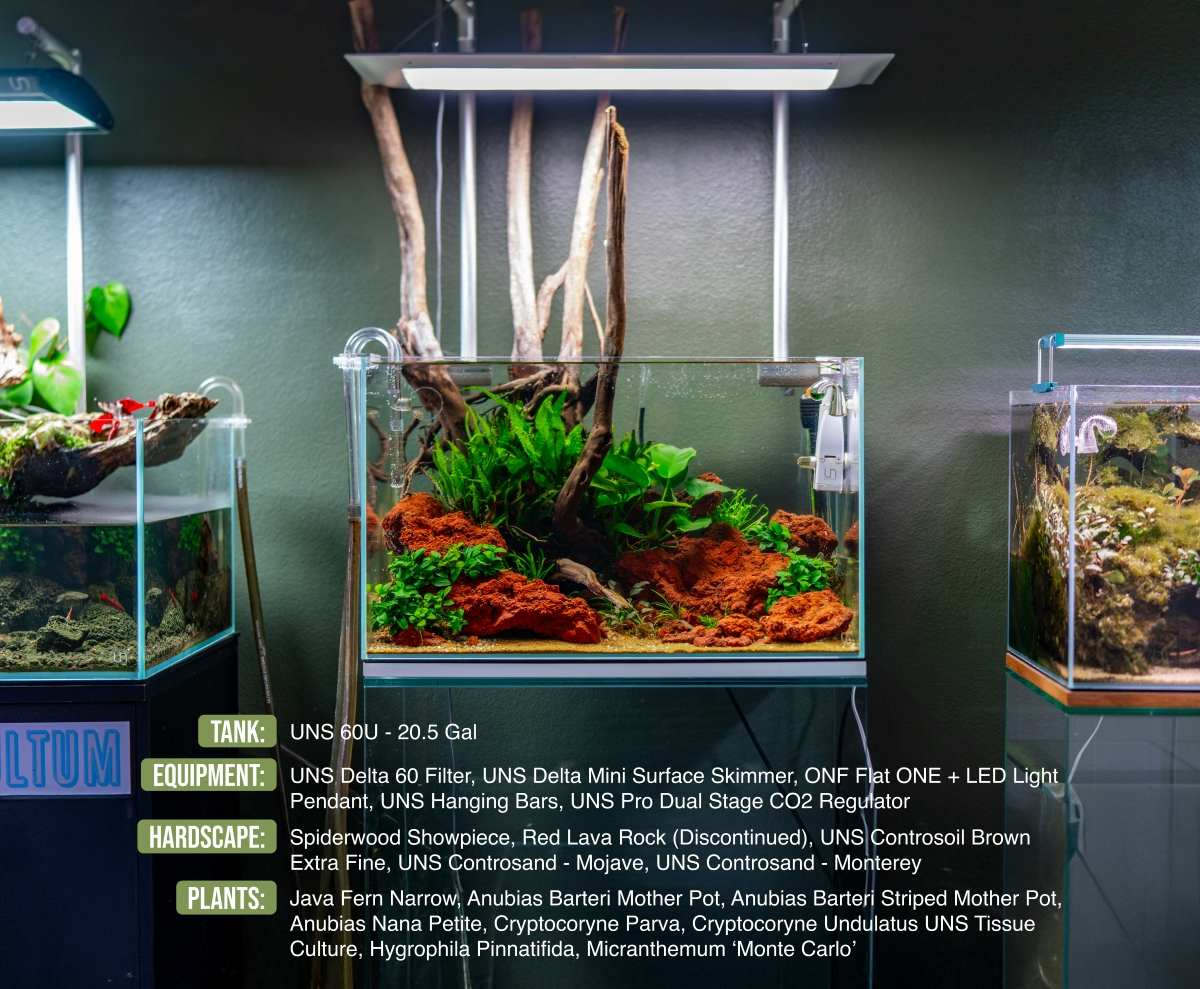 Live Aquarium Plant, Anubias Nana Petite, Nano Tank Format for Freshwater Tanks, Shrimp Habitats and Aquascaping, 3 Size Options image 7
