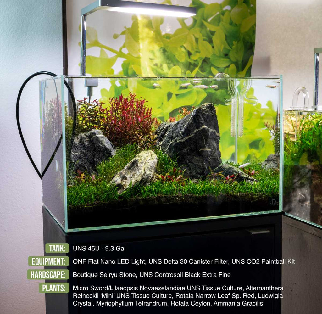 Live Aquarium Plant, Alternanthera Reineckii 'Mini' UNS Tissue, Nano Tank Format for Freshwater Tanks, Shrimp Habitats and Aquascaping image 7