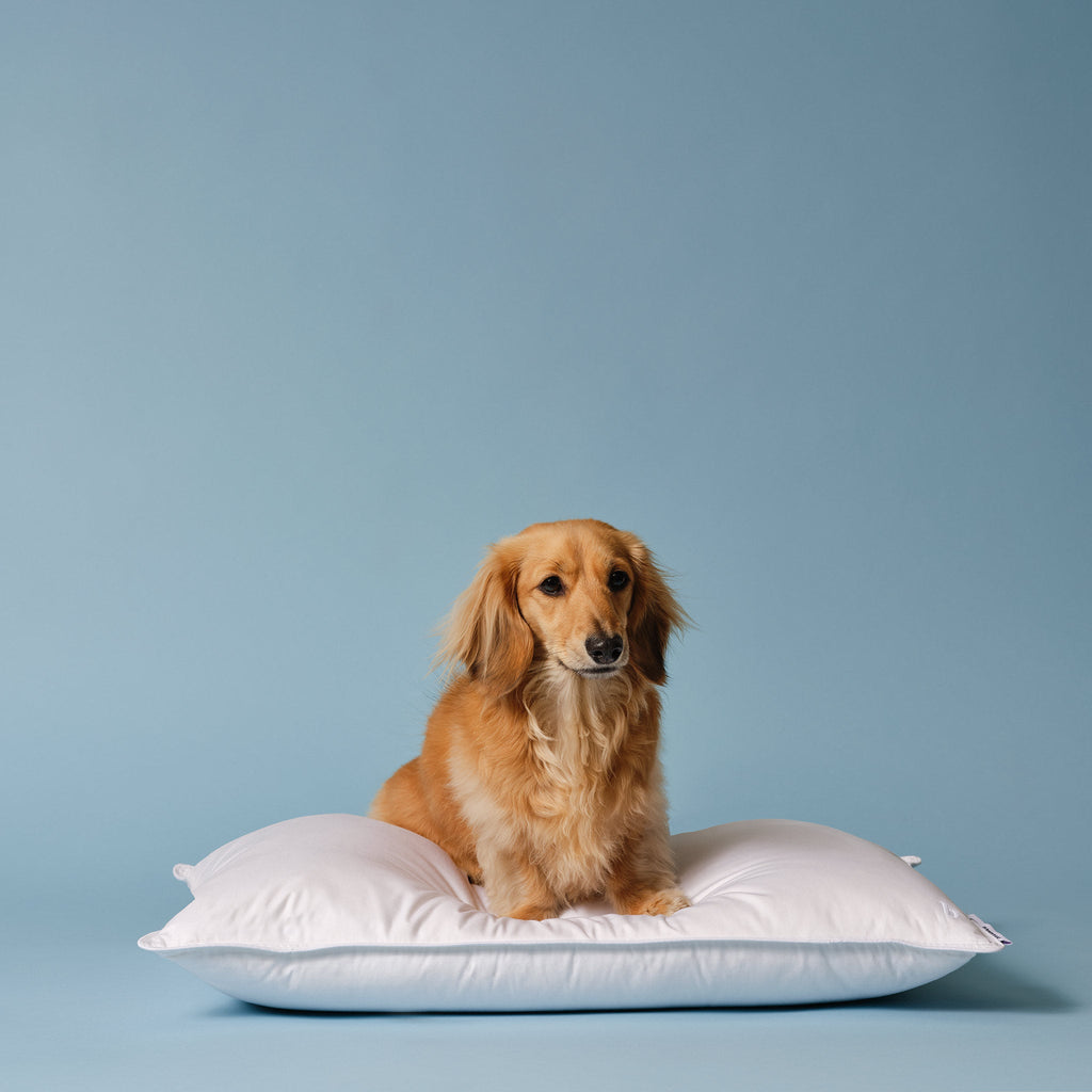Bed Pillow, Down Alternative, Hypoallergenic Comfort for Everyday Sleep and Guest Room Bedding, 3 Size Options image 7