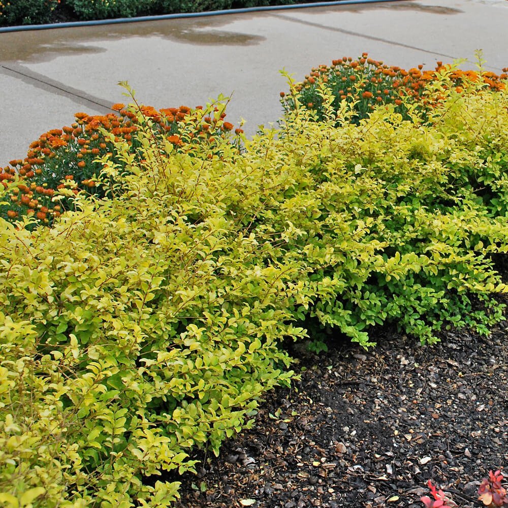 Sunshine Ligustrum image 7