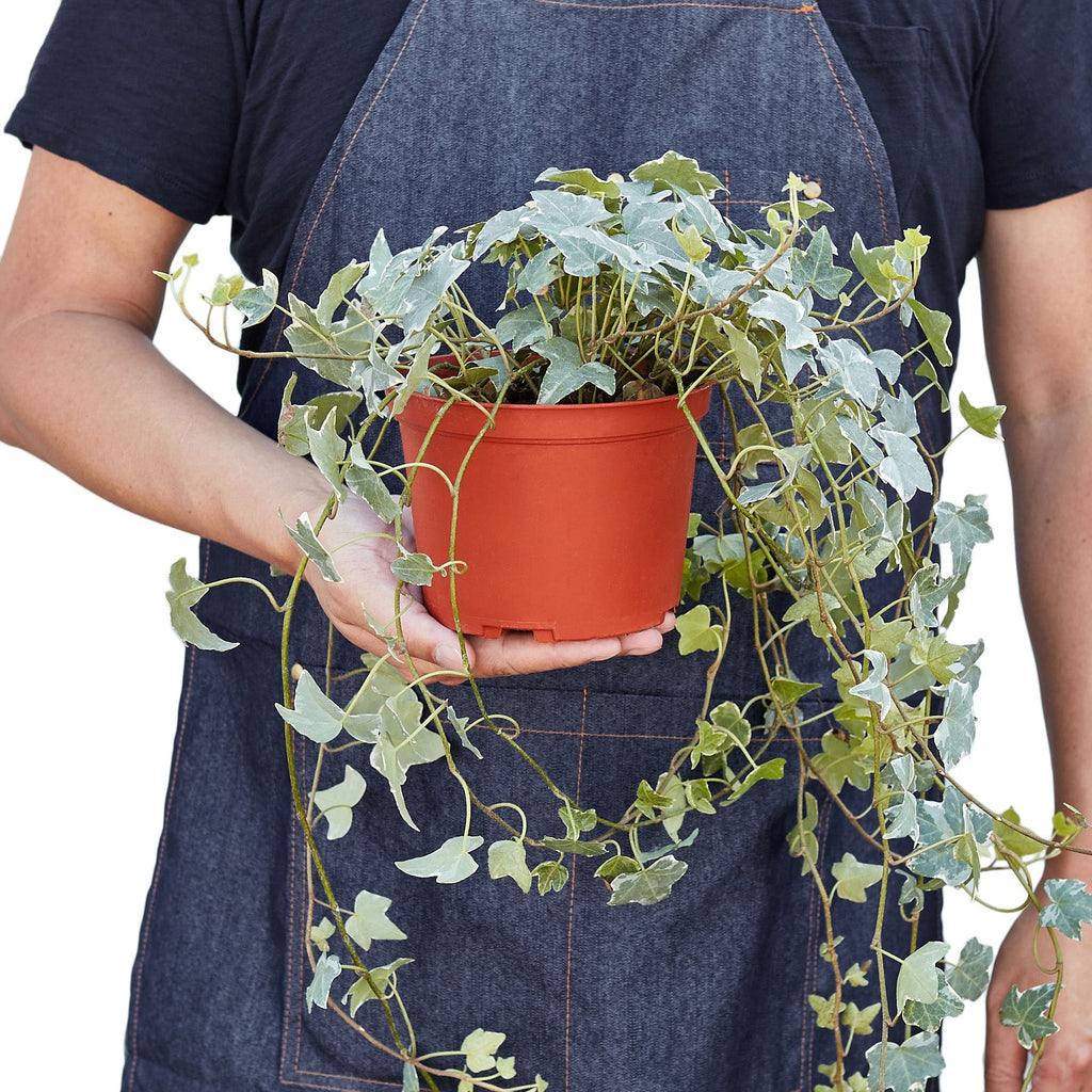 Indoor House Plant, English Ivy 'Glacier' for Shelves, Desks and Living Spaces, 3 Size Options image 7