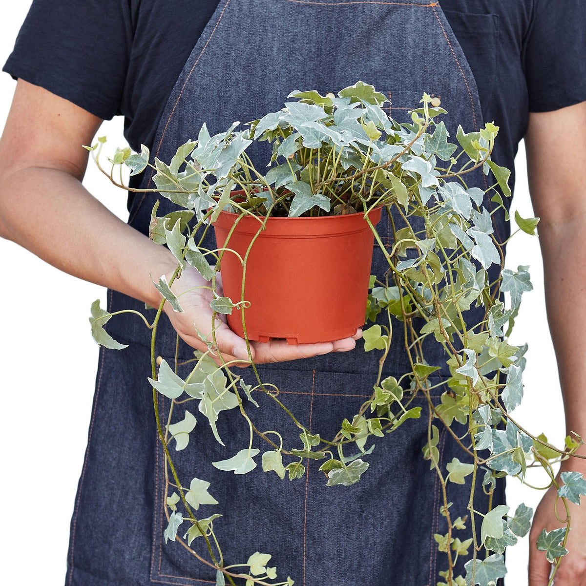 Indoor House Plant, English Ivy 'Glacier' for Shelves, Desks and Living Spaces, 3 Size Options image 7
