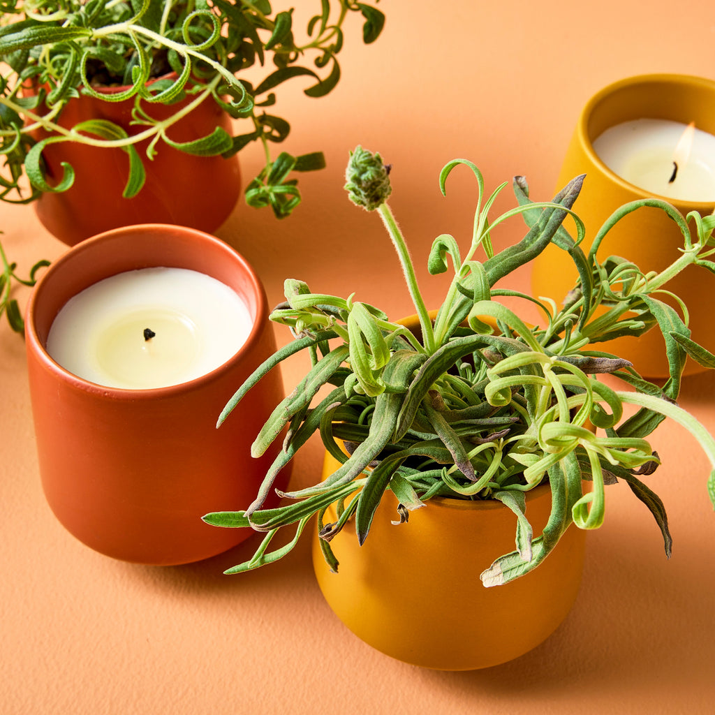 Decorative Candle, Rooted Candles for Living Rooms, Bedrooms and Relaxing Evenings, 4 Plant Type Options image 8