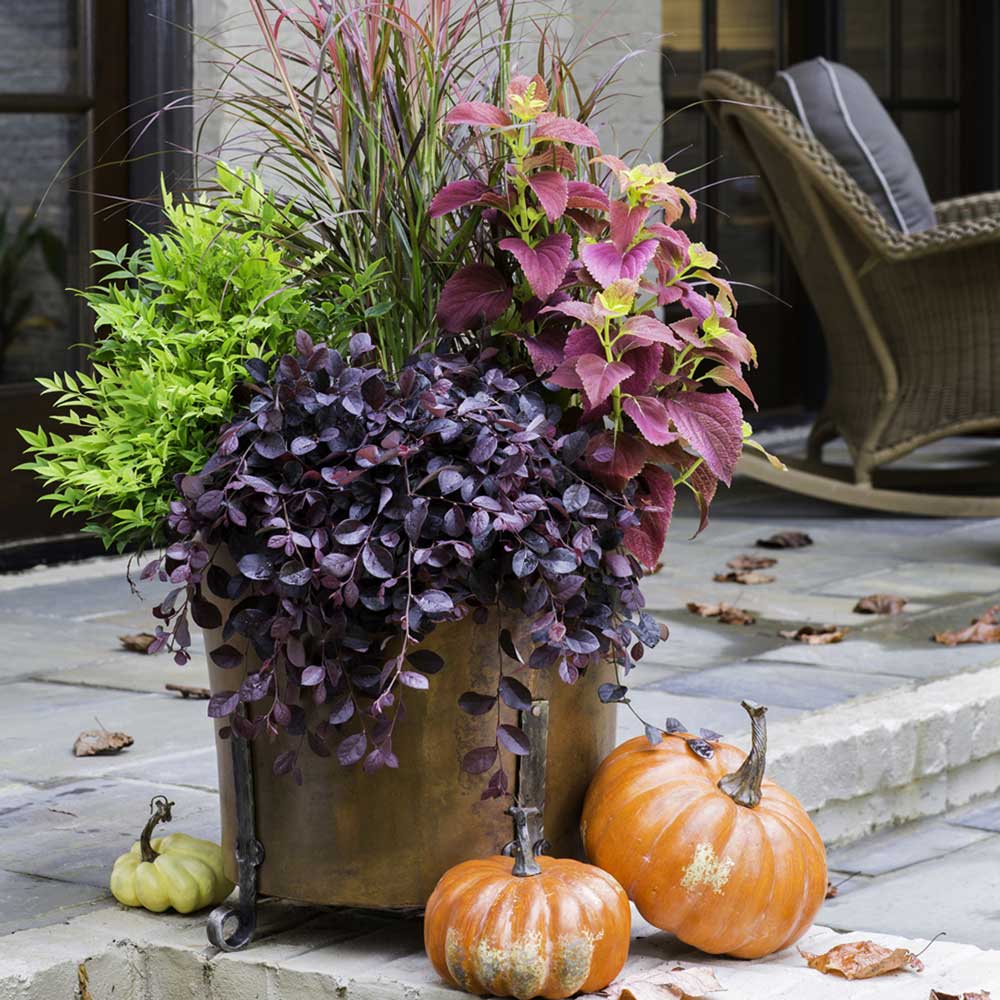 Purple Pixie Dwarf Weeping Loropetalum image 8