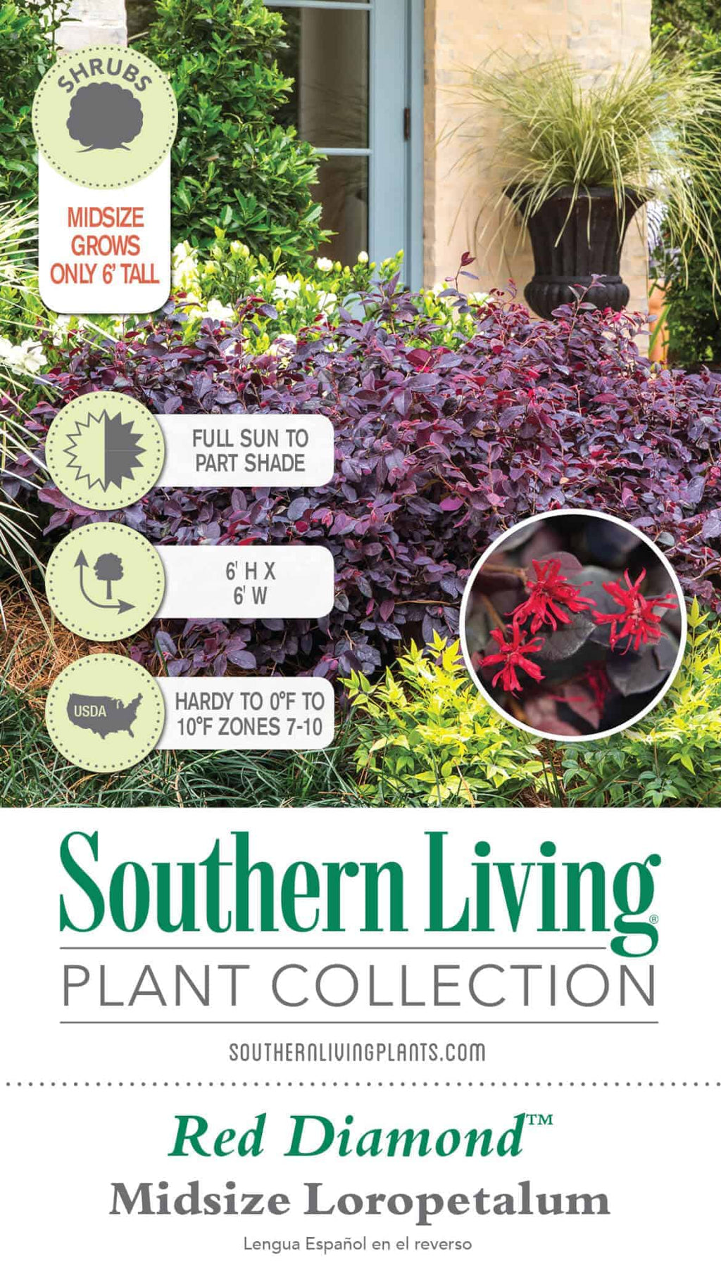 Indoor House Plant, Red Diamond Loropetalum for Windowsills, Home Offices and Indoor Decor, 3 Size Options image 8