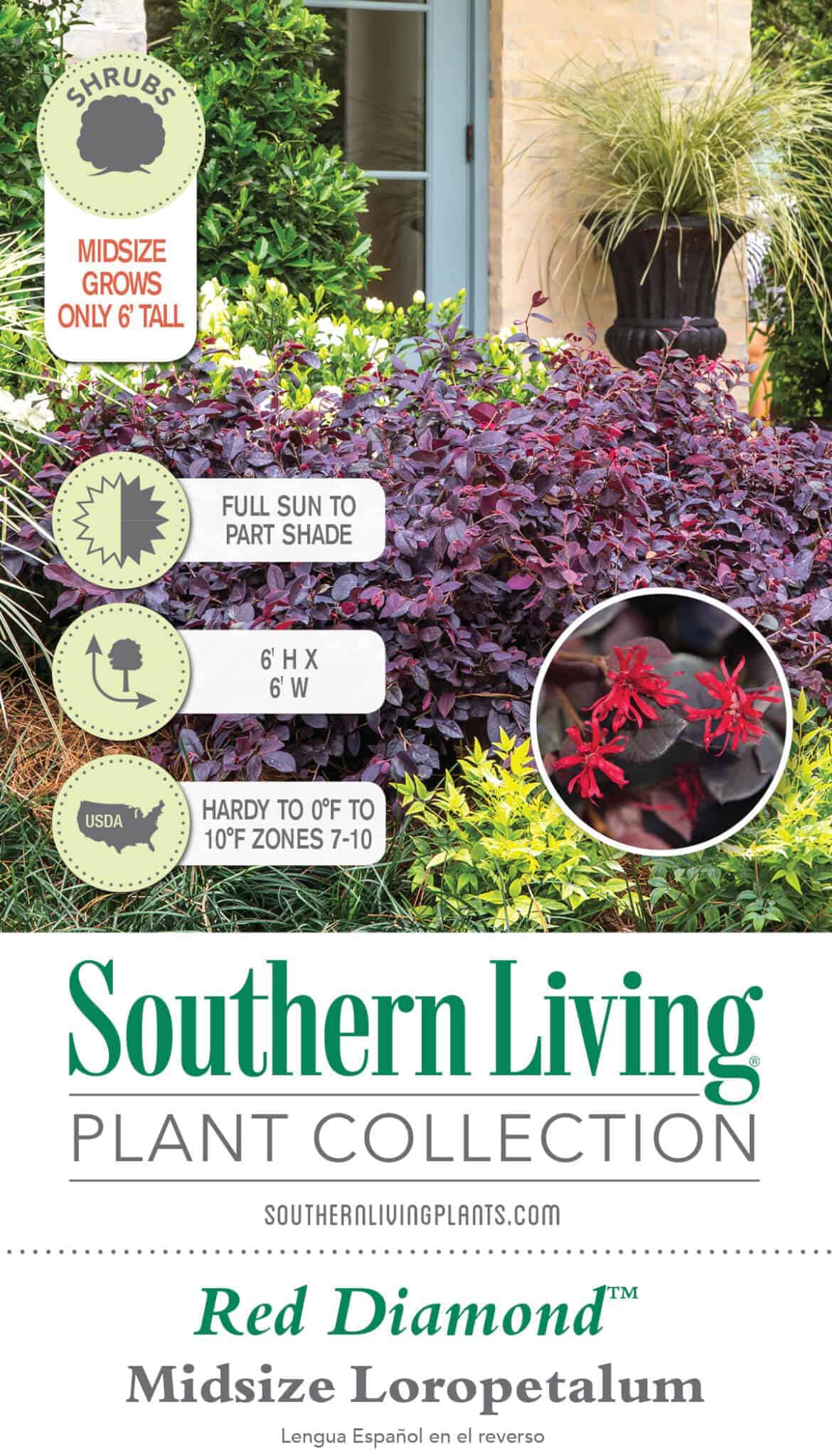 Indoor House Plant, Red Diamond Loropetalum for Windowsills, Home Offices and Indoor Decor, 3 Size Options image 8