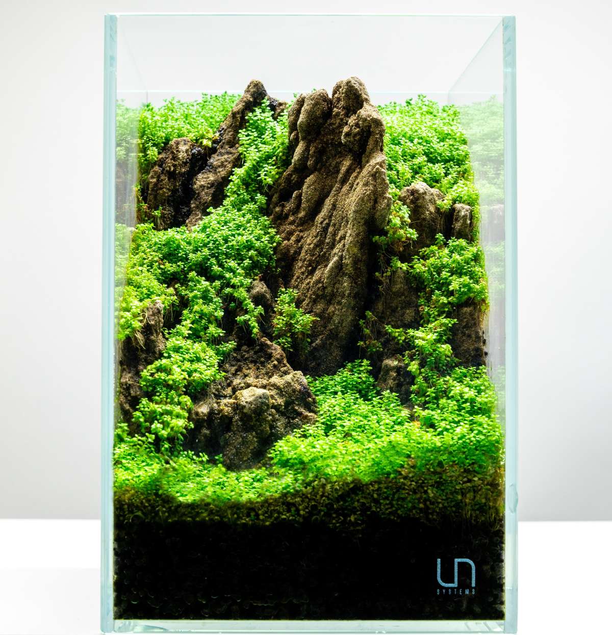 Live Aquarium Plant, Hemianthus Callitrichoides 'Cuba' UNS Tissue for Freshwater Tanks, Shrimp Habitats and Aquascaping image 8