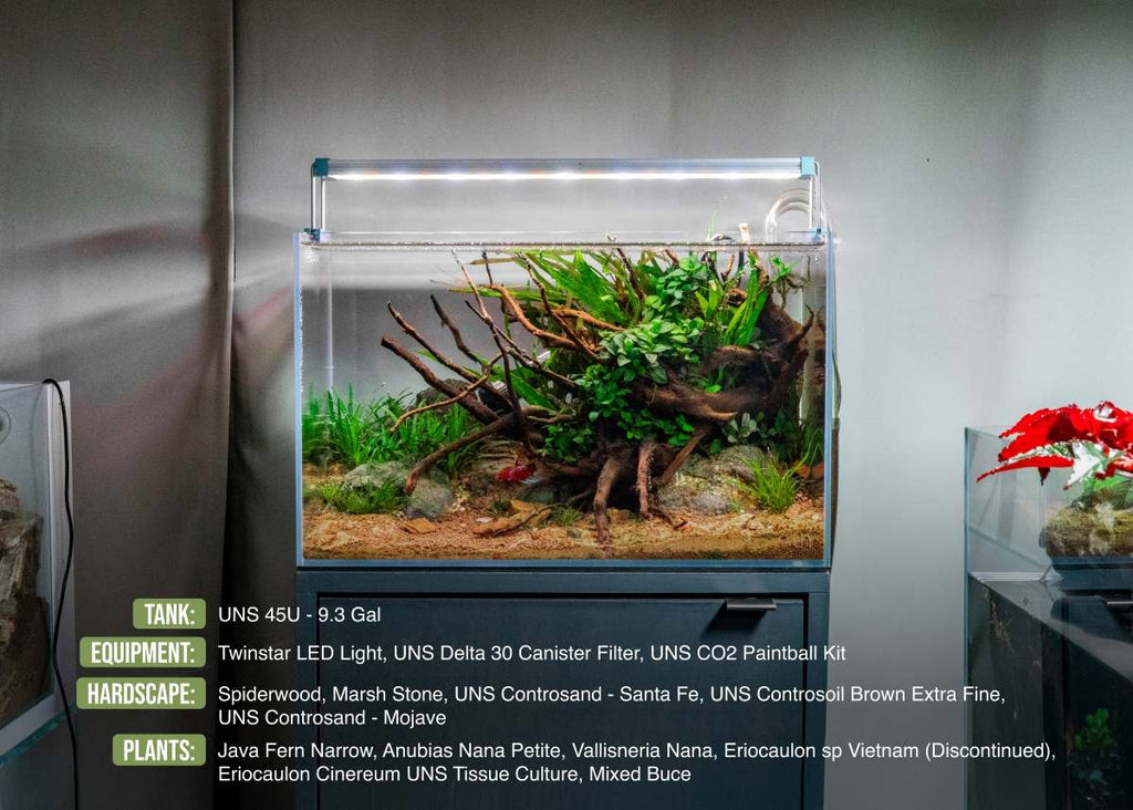Live Aquarium Plant, Anubias Nana Petite, Nano Tank Format for Freshwater Tanks, Shrimp Habitats and Aquascaping, 3 Size Options image 8
