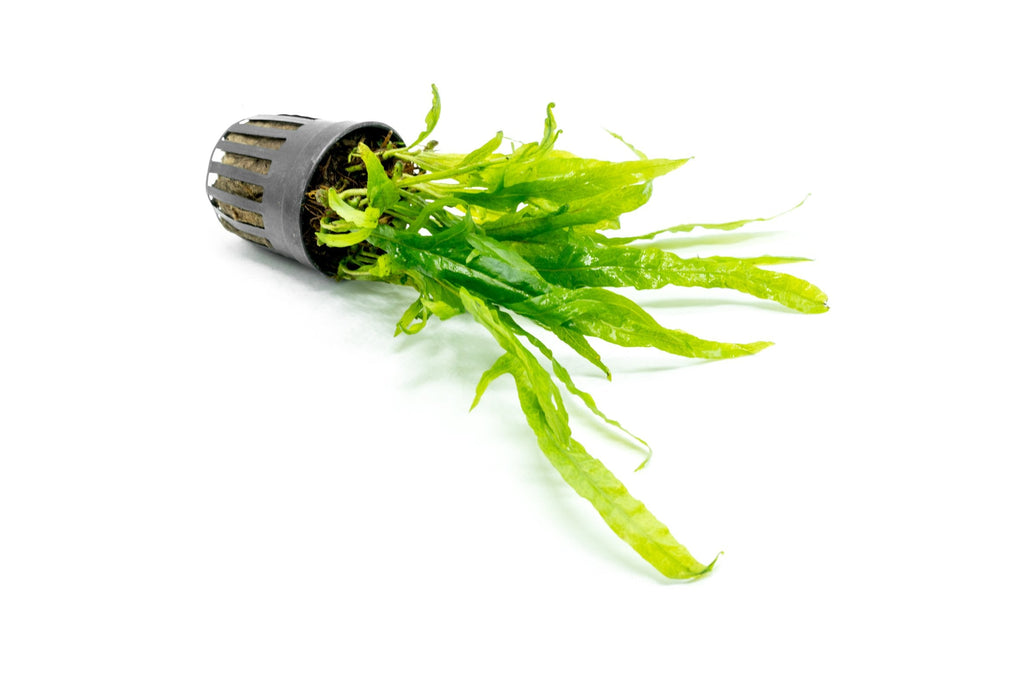 Live Aquarium Plant, Java Fern Trident for Freshwater Tanks, Shrimp Habitats and Aquascaping, 3 Size Options image 8