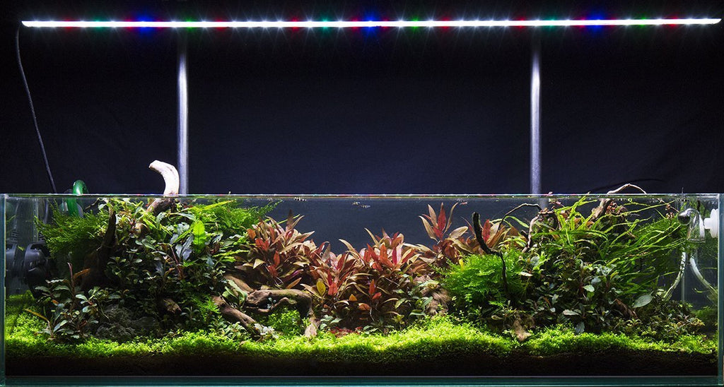 Live Aquarium Plant, Alternanthera Reineckii 'Mini' UNS Tissue, Nano Tank Format for Freshwater Tanks, Shrimp Habitats and Aquascaping image 8