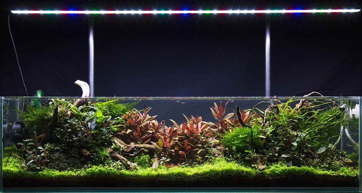 Live Aquarium Plant, Alternanthera Reineckii 'Mini' UNS Tissue, Nano Tank Format for Freshwater Tanks, Shrimp Habitats and Aquascaping image 8