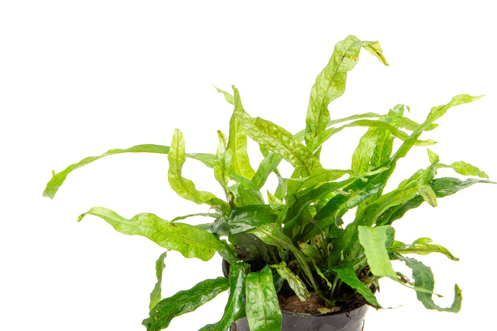 Live Aquarium Plant, Java Fern Narrow Mini, Nano Tank Format for Freshwater Tanks, Shrimp Habitats and Aquascaping, 3 Size Options image 8