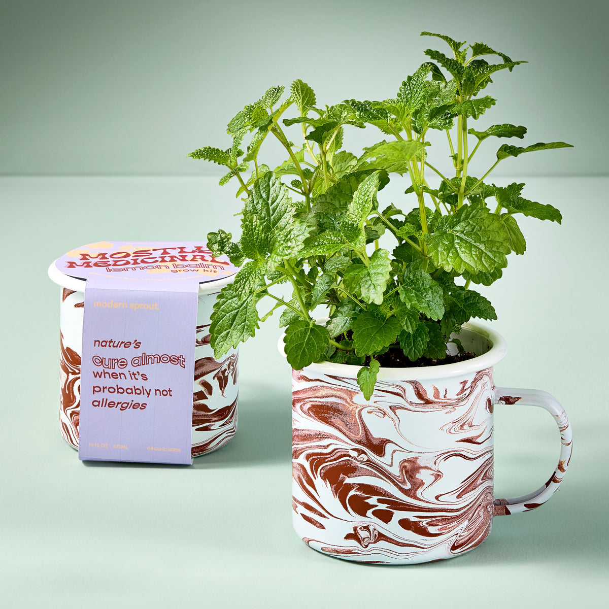 Coffee Mug, Altered Herb Grow Kits for Everyday Drinks, Home and Entertaining, Designed for Kitchen Tables, Workspaces and Daily Hydration image 8